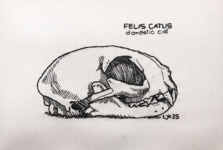 Felis Catus
